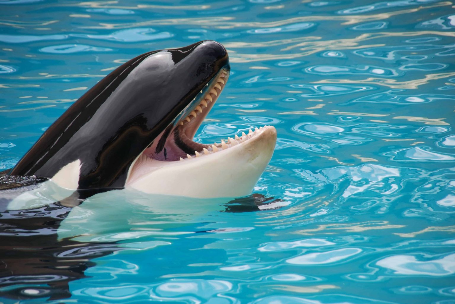 Why Don't Orcas Attack Humans? - An Explanation - Raleigh Public Records