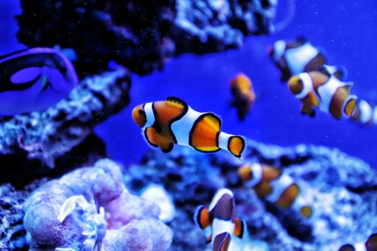 Can Clownfish Live In Freshwater - Raleigh Public Records