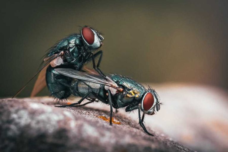 why-are-flies-called-flies-raleigh-public-records