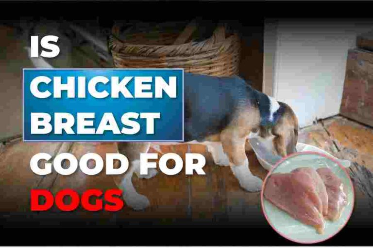 Is Chicken Breast Good For Dogs? Ultimate Guide