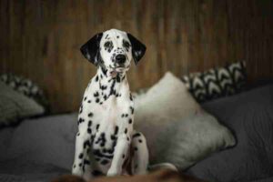 101 Dalmatians Names The Ultimate Guide To The Canine Cast