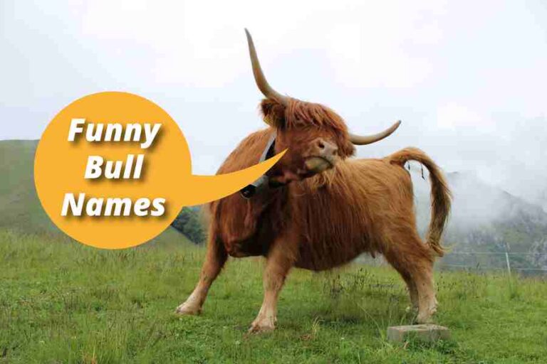 funny-bull-names-50-hilarious-and-funny-monikers-for-your-bovine-buddy